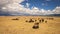 Herd of wildebeest and zebras in the African savanna