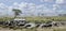 Herd of wildebeest and zebras in Serengeti