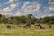 Herd of wildebeests at Etosha National Park