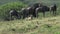 Herd of wildebeests graze on the grassland