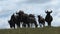 Herd of wildebeests graze on the grassland