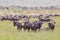 Herd of Wildebeests grazing in Serengeti.