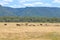 Herd a wildebeests in Ngorongoro