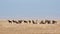 Herd of wildebeests resting in the field on African safari under the blue sky