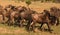 Herd of wildebeests in Serengeti, Tanzania