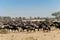 Herd of wildebeests in Tanzanian Serengeti. Wildebeests in the wild. Herd of gnus in African Savanna.