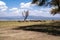 Herd of wildebeests walk along Crescent Island, Kenya, Africa