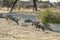 Herd of Wildebeests and Zebras