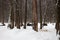 A herd of wisents lies in the winter forest.