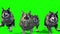Herd of Wolves Run Front 3D Rendering Green Screen Animals