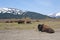 Herd of Wood Bison