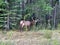 A herd of Woodland Caribou along side of the road on Maligne Road in Jasper National Park in Canada