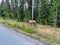 A herd of Woodland Caribou along side of the road on Maligne Road in Jasper National Park in Canada