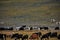 Herd of yaks. Carlike in Mongolia. A herd of Animals on the pasture