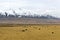 A herd of yaks in front of snowy mountains in clouds in Tibet