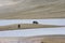 A herd of yaks graze in Upper Shimshal rivers at 4800m altitude mountain