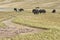 A herd of yaks graze in Upper Shimshal rivers at 4800m altitude mountain