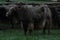 Herd of yaks in the lonely steppe, Khuvsgul, Mongolia.