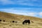 A herd of yaks in a pasture in the steppe of Mongolia