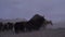 herd of yaks in winter on the Pamir mountain plateau