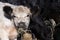 A herd of young Angus cattle is fed. A white calf has a mouth full of hay and is looking ahead. The other calves are all black