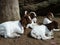 Herd of young Boer goats lying on the ground in a farm in Australia