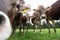 A herd of young brown cows stood curiously on a pasture