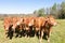 Herd of young brown Limousin beef cattle with steers and heifers