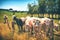 Herd of young calves looking at camera on summer green field