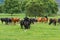 A herd of young cows