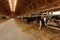 Herd of young cows in cowshed