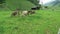 Herd young cows grazing on farmland in Wimmertal valley Tirol