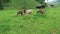 Herd young cows grazing on farmland in Wimmertal valley Tirol