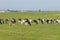 A herd of young cows and heifers grazing in a lush green pasture of grass on a beautiful sunny day. Black and white cows in a