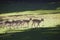 A herd of young deer in the forest in Denmark