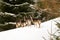 Herd of young doe, female deer standing in the snow forest during winter, Europe.