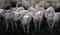 Herd of Young domestic pigs