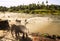 Herd of Young elephants washed by Orphanage workers.Sri Lankan elephant is a subspecies of the Asian elephant. Pinnawala Elephant