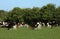 Herd of young friesian calves in grassy field