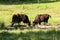 A herd of young Gaur and an Indo-Chinese Green Peafowl feeding freshwater in the field. Huai Kha Kaeng Wildlife Sanctuary,