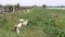 Herd Of Young Goats foraging grass
