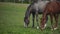 Herd of Young Horses Graze on the Farm Ranch, Animals on Summer Pasture