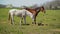 Herd of Young Horses Graze on the Farm Ranch, Animals on Summer Pasture