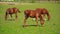 Herd of Young Horses Graze on the Farm Ranch, Animals on Summer Pasture