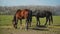 Herd of Young Horses Graze on the Farm Ranch, Animals on Summer Pasture