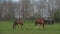 Herd of Young Horses Graze on the Farm Ranch, Animals on Summer Pasture, Stable Handheld full HD footage