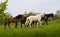 A herd of young icelandic horses in many different colours are running high spirited in a meadow