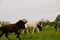 A herd of young icelandic horses in many different colours are running high spirited in a meadow