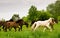 A herd of young icelandic horses in many different colours are running high spirited in a meadow