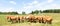 Herd of young Limousin beef cattle in a panorama banner